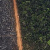 En 2022, une surface équivalente à onze terrains de football de forêt vierge tropicale a été détruite chaque minute (archives).